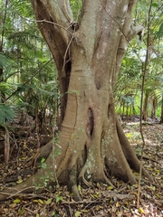 Ficus macrophylla