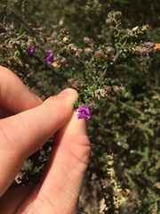 Prostanthera decussata
