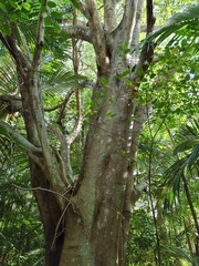 Ficus macrophylla