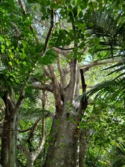 Ficus macrophylla