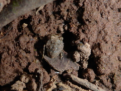 Gelastocoris