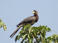 Crinifer piscator