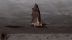 Macrotus waterhousii