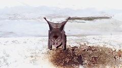 Macrotus waterhousii