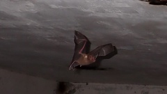 Macrotus waterhousii