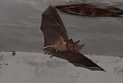 Macrotus waterhousii