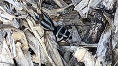 Microphthalma disjuncta