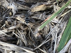 Microphthalma disjuncta