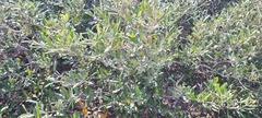 Avicennia marina