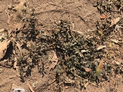 Euphorbia thymifolia