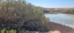Avicennia marina