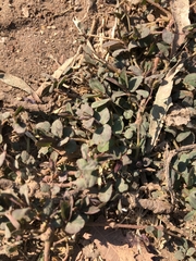 Euphorbia thymifolia