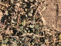 Euphorbia thymifolia