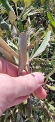 Avicennia marina