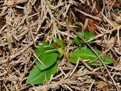 Chiloglottis cornuta