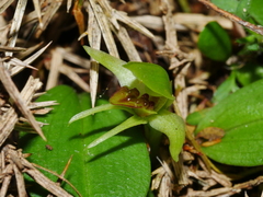 Chiloglottis cornuta