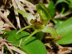 Chiloglottis cornuta