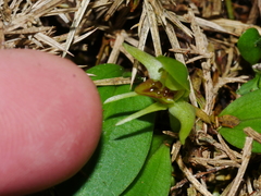 Chiloglottis cornuta