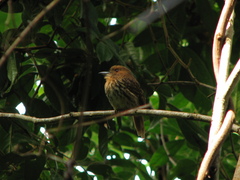 Malacoptila panamensis