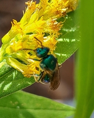 Paraugochloropsis
