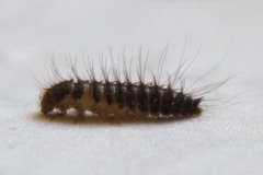 Dermestes