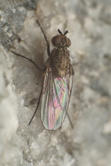 Fucellia