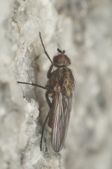 Fucellia