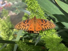 Dione vanillae