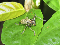 Epepeotes luscus