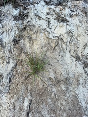 Eragrostis amabilis
