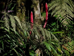 Vriesea platynema