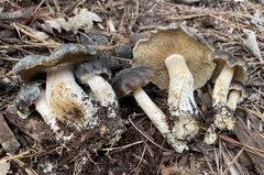 Psilocybe caerulescens
