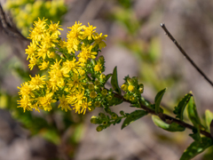 Solidago petiolaris