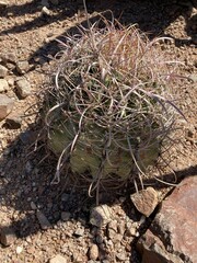Ferocactus cylindraceus