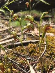 Pterostylis squamata