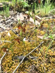 Pterostylis squamata