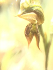 Pterostylis squamata