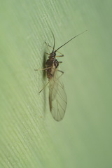 Macrosiphum rosae