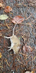 Apodemus sylvaticus