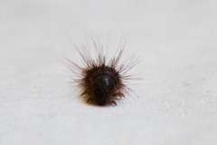 Dermestes