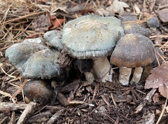 Psilocybe caerulescens