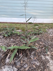 Dichanthelium commutatum