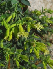 Silene parishii