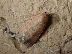 Caradrina flava