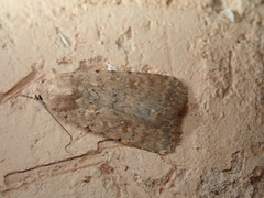 Caradrina flava