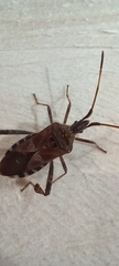 Leptoglossus occidentalis