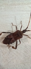 Leptoglossus occidentalis