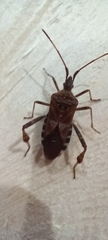 Leptoglossus occidentalis
