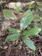 Beilschmiedia tarairi