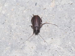 Diploptera punctata